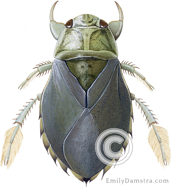 Saucer bug illustration Ilyocoris cimicoides