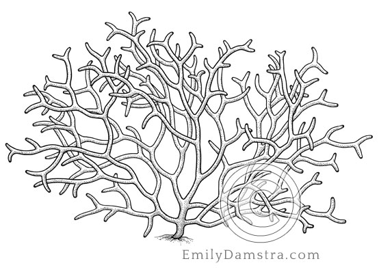 Illustration of Isabella Abbott's red alga Izziella abbottiae