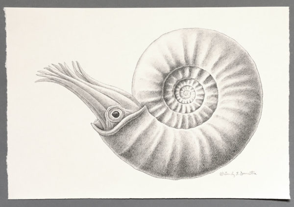 Photo of Jurassic ammonoid drawing