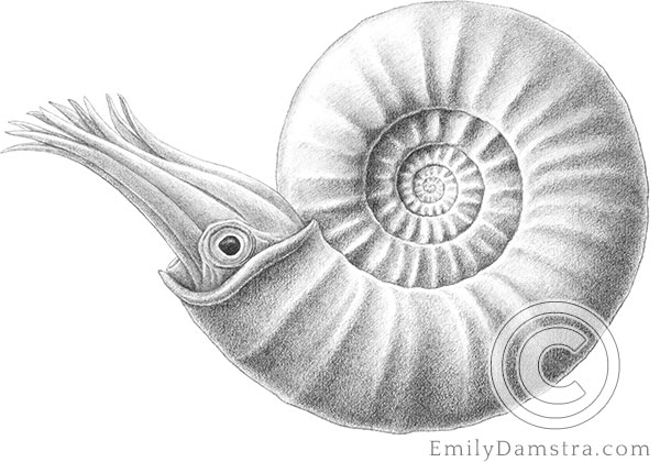 Drawing of a Jurassic ammonoid, reconstructed