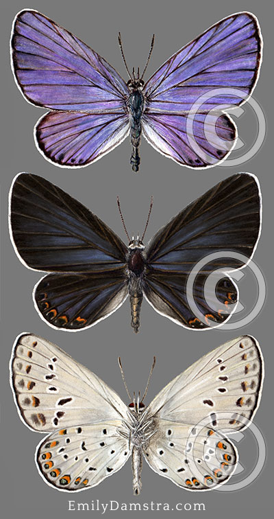 Karner blue butterfly illustration Lycaeides melissa samuelis