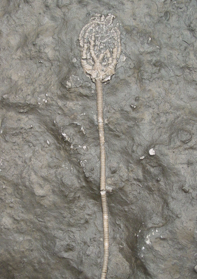 Ordovician crinoid reconstruction 3 Photo of Ordovician crinoid fossil Konieckicrinus josephi