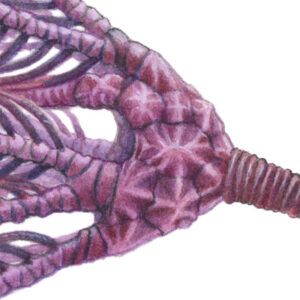 Ordovician crinoid reconstruction 4 Close-up of the reconstructed calyx of of the Ordovician crinoid Konieckicrinus josephi