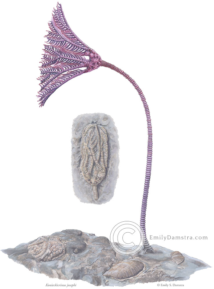 Ordovician crinoid reconstruction 1 a reconstruction of the fossil crinoid Konieckicrinus josephi