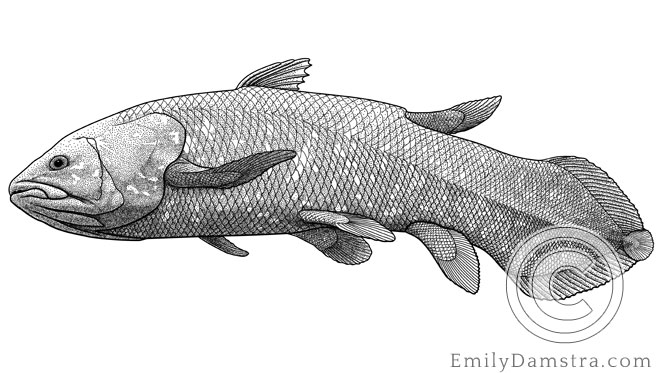 Illustration of West Indian Ocean coelacanth Latimeria chalumnae