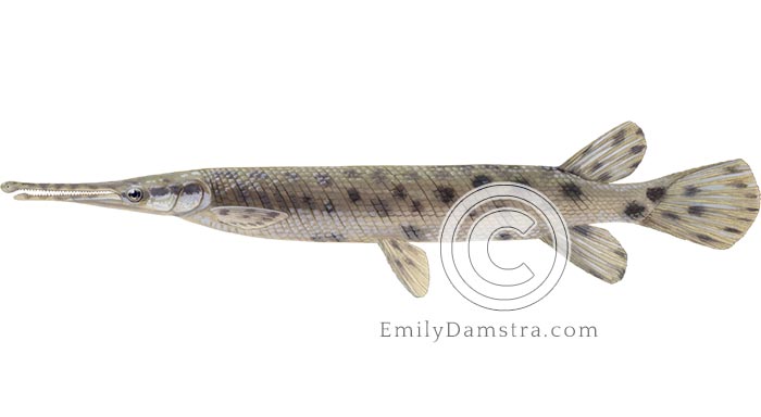 Spotted gar illustration Lepisosteus oculatus