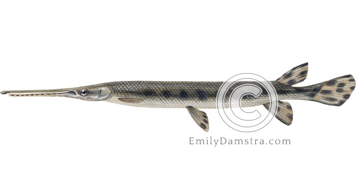 Longnose gar illustration Lepisosteus osseus