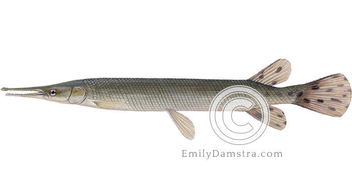 Shortnose gar illustration Lepisosteus platostomus