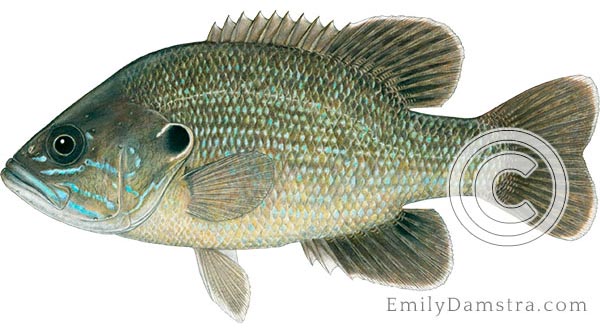 Green sunfish lepomis cyanellus