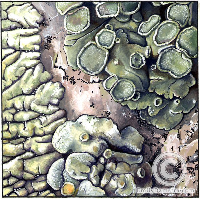 Lichens granite illustration