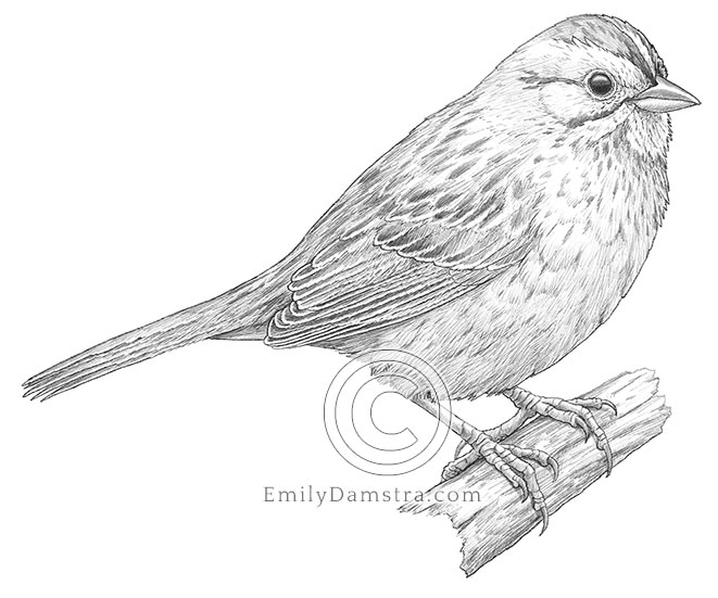 Grayscale illustration of a Lincoln's sparrow, perched
