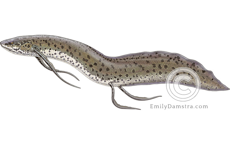 Illustration of the lungfish Proteropterus annectens