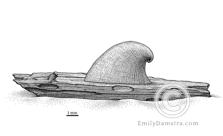 deep sea limpet illustration