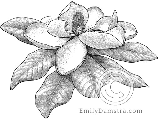Interview and Virtual Exhibit of book illustrations 1 Illustration of a Southern Magnolia flower Magnolia grandiflora
