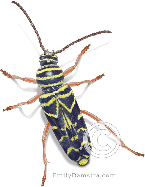 Illustration of a Locust borer beetle (Megacyllene robiniae)