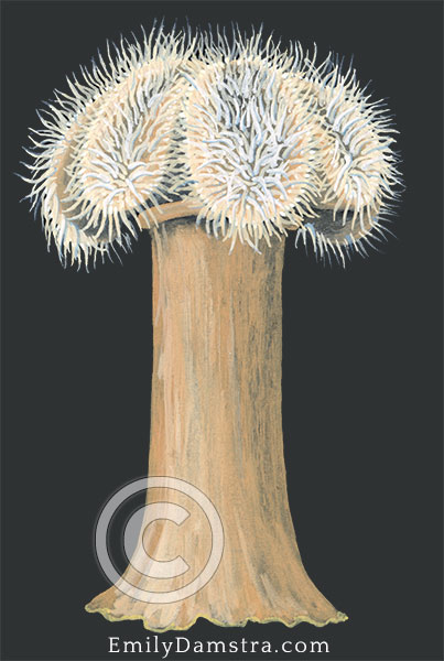 Plumose anemone illustration metridium senile