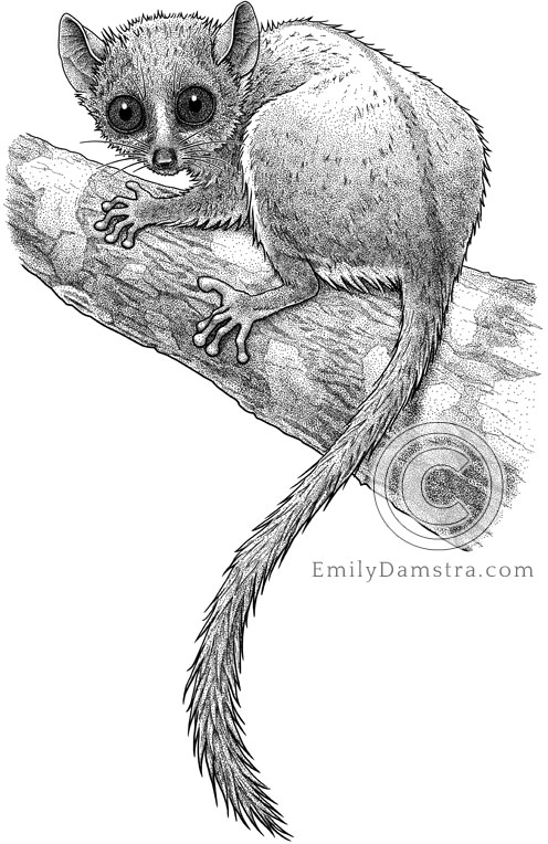 Illustration of Madame Berthe's Mouse Lemur Microcebus berthae