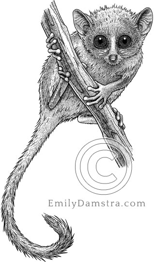 Illustration of Madame Berthe's mouse lemur Microcebus berthae