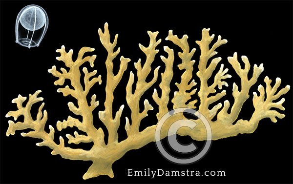 Sea ginger illustration Millepora alcicornis
