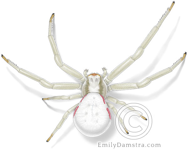 Illustration of a female Goldenrod crab spider, white (Misumena vatia) 