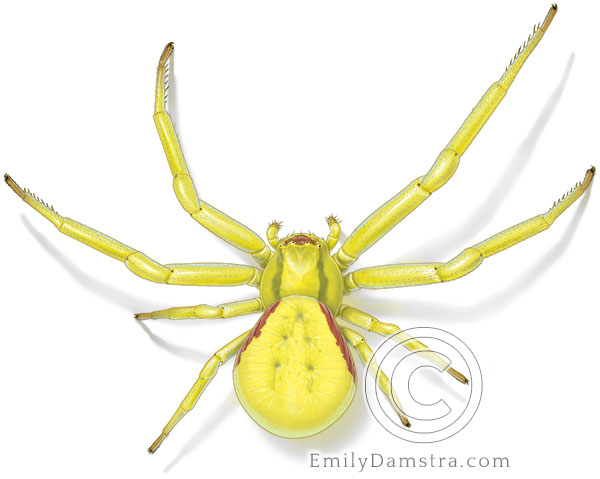 Illustration of a female Goldenrod crab spider, yellow (Misumena vatia)