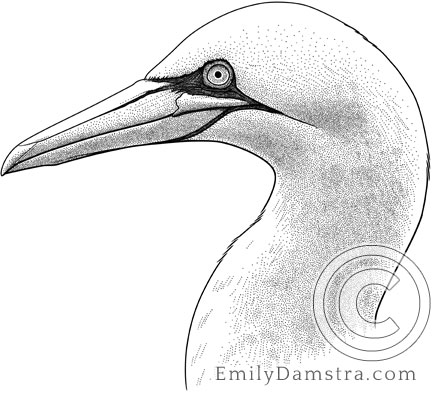 Illustration of a Northern gannet Morus bassanus