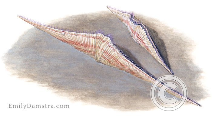 Devonian brachiopod fossils Mucrospirifer arkonensis