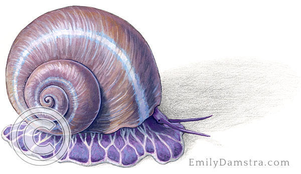 Devonian fossil snail reconstruction naticonema