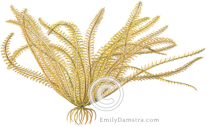 Orange sea lily illustration Davidaster rubiginosus nemaster