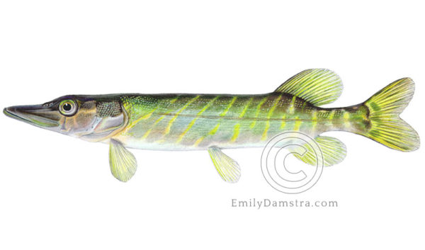 Northern pike juvenile original artwork