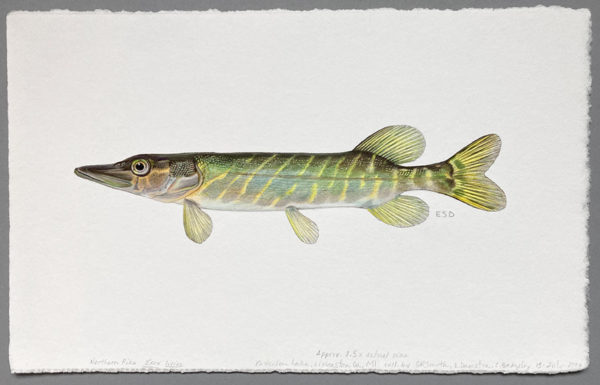 Northern pike juvenile original artwork - Image 2