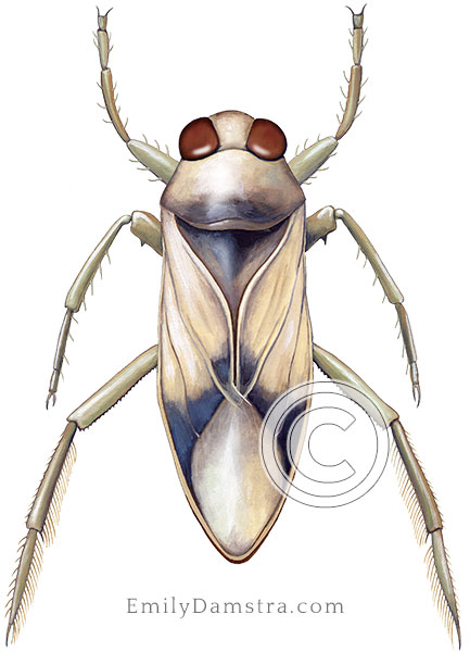 Notonecta sellata illustration