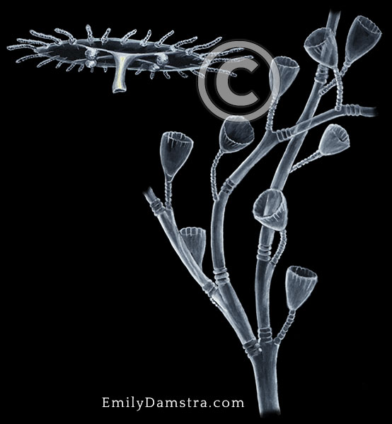 Sea thread hydroid illustration Obelia dichotoma