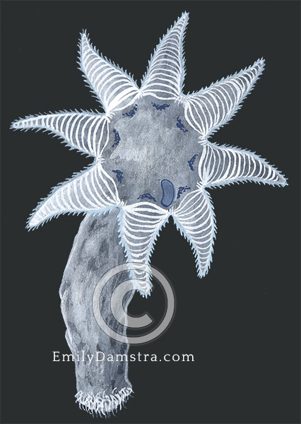 octacnemus kottae illustration