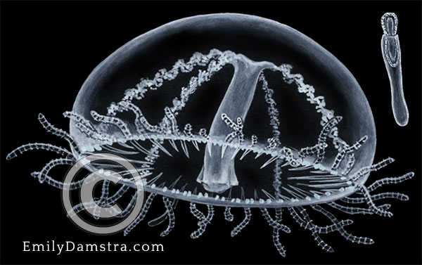 Cigar jellyfish illustration Olindias phosphorica