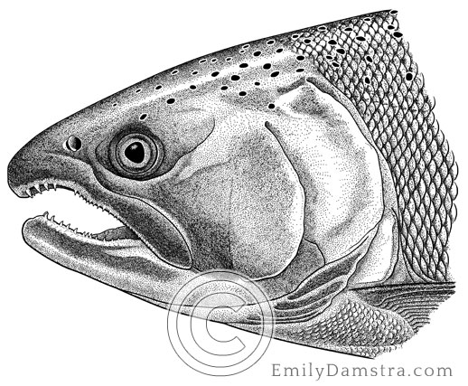 Illustration of a Coho salmon Oncorhynchus kisutch