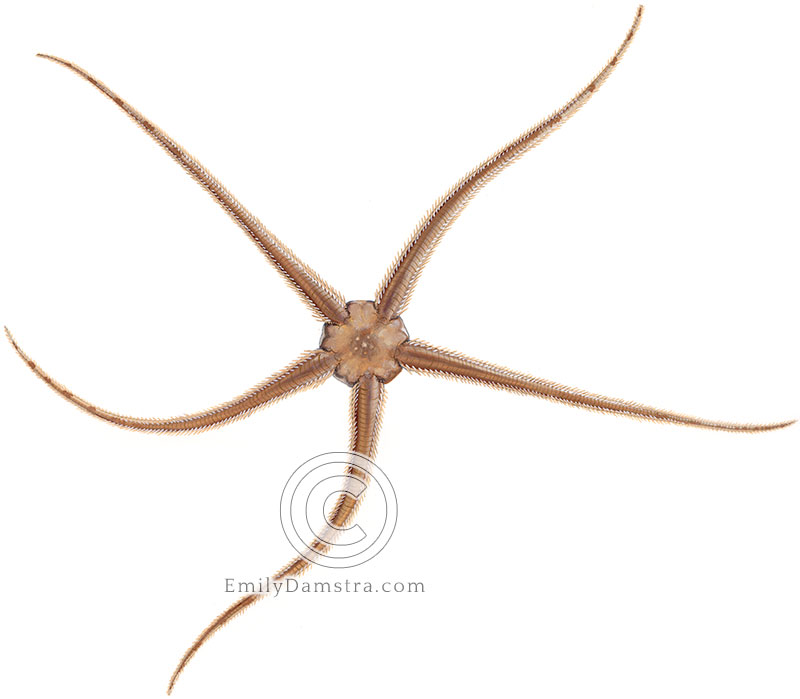 Common brittle star illustration Ophiura
