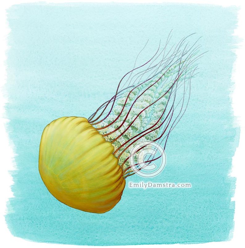 Pacific Sea Nettle illustration Chrysaora fuscescens