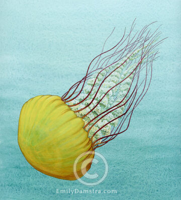 Pacific sea nettle jellyfish original artwork