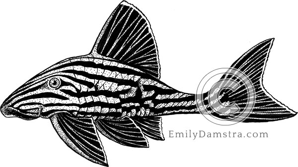 Royal panaque or Royal pleco illustration Panaque nigrolineatus