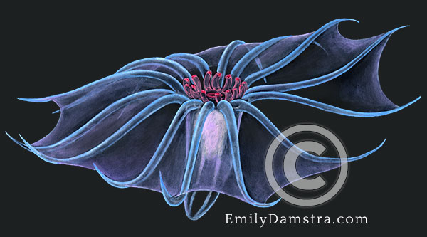 deep sea swimming sea cucumber illustration