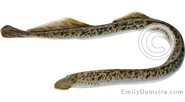 sea lamprey petromyzon marinus illustration