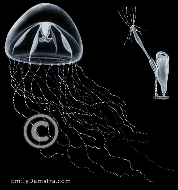 Zappa's jellyfish illustration Phialella zappai