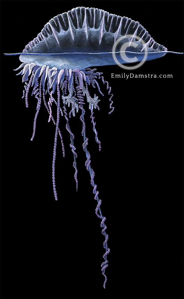 Atlantic Portuguese man o' war illustration Physalia physalis