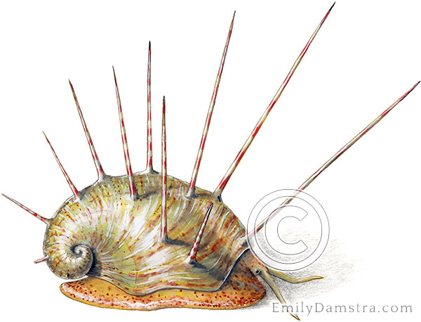 Devonian fossil snail, reconstructed Platyceras arkonense