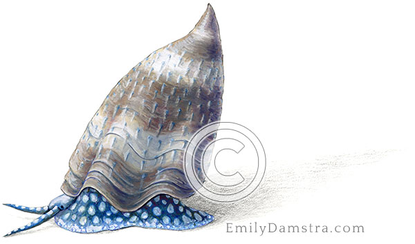 Devonian fossil snail, reconstructed Platyceras conicum