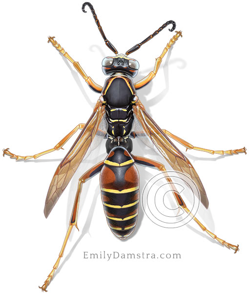 Illustration of a Northern paper wasp (Polistes fuscatus)