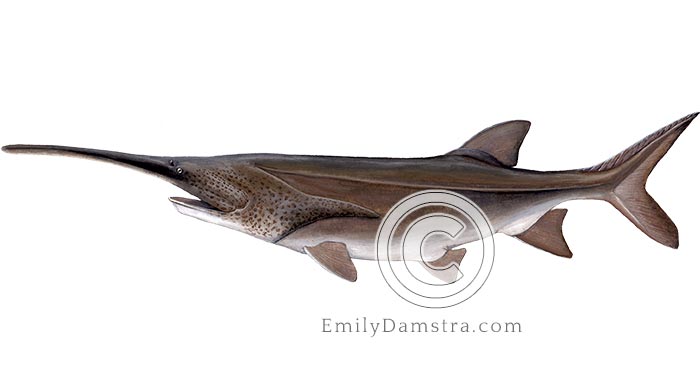 American paddlefish illustration Polyodon spathula