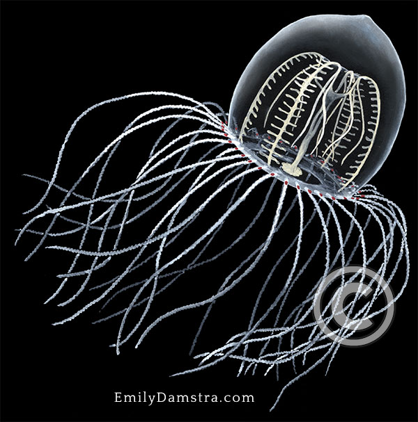 bell jelly illustration Polyorchis penicillatus