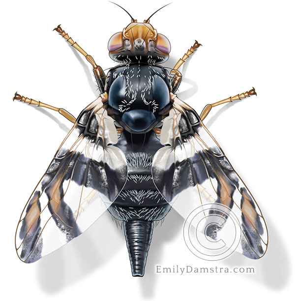 Illustration of an adult female gall-inducing fly Procecidochares atra